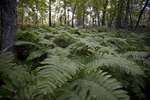Wisconsin Public Land