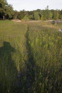 Wisconsin Whitetail Deer Trail