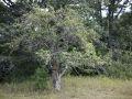 Wild Apple Tree