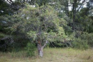Wild Apple Tree