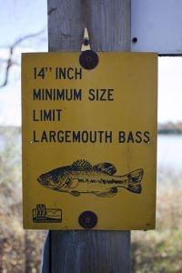 Largemouth Bass
