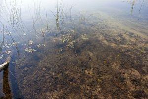 Clear Central Wisconsin Lake