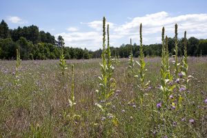 Wisconsin Prairie