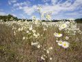 Waushara County Wildflowers
