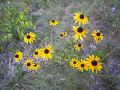 Black Eyed Susan Wildflowers