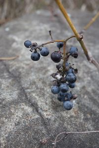 Wild Wisconsin Grapes