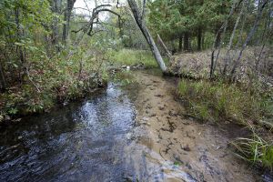 Cedar Springs Creek Trout Stream