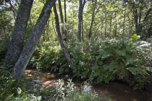 Waushara County Trout Waters
